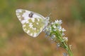 Eastern bath white butterfly sitting on flower Royalty Free Stock Photo