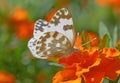 Eastern Bath white butterfly sitting on marigold flower