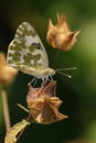 Eastern bath White on flower