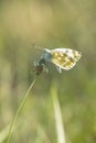 Eastern Bath white, Pontia edusa, butterfly Royalty Free Stock Photo