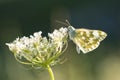 Eastern Bath white, Pontia edusa, butterfly Royalty Free Stock Photo