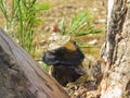 Eastern Bearded Dragon lizard portrait in Australian nature Royalty Free Stock Photo