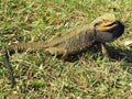 Eastern Bearded Dragon lizard in grass, Australian wildlife