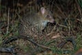 Eastern Bettong - Bettongia gaimardi very small wallaby - kangaroo living in Australia Royalty Free Stock Photo