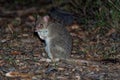 Eastern Bettong - Bettongia gaimardi very small wallaby - kangaroo living in Australia