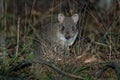 Eastern Bettong - Bettongia gaimardi very small wallaby - kangaroo living in Australia Royalty Free Stock Photo