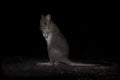 Eastern Bettong - Bettongia gaimardi very small wallaby in the night - kangaroo living in Australia Royalty Free Stock Photo