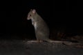 Eastern Bettong - Bettongia gaimardi very small wallaby in the night - kangaroo living in Australia Royalty Free Stock Photo