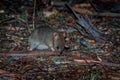 Eastern Bettong - Bettongia gaimardi very small wallaby - kangaroo living in Australia