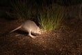 Eastern bettong on the ground in the zoo Royalty Free Stock Photo