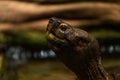 Eastern black-bridged leaf turtle Royalty Free Stock Photo