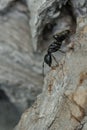 Eastern Black Carpenter Ant - Camponotus pennsylvanicus Royalty Free Stock Photo