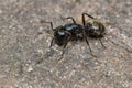 Eastern Black Carpenter Ant - Camponotus pennsylvanicus Royalty Free Stock Photo