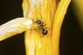 Eastern black carpenter ant working on a yellow flower, Connecticut.