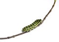 Eastern Black Swallowtail Caterpillar (Papilio polyxenes) Royalty Free Stock Photo