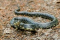 Eastern Black Kingsnake Royalty Free Stock Photo