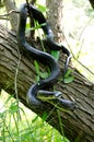 Eastern Black Rat Snake climbing a tree Royalty Free Stock Photo