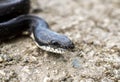 Eastern Black Rat Snake flicking forked tongue Georgia USA