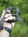 Eastern Black Ratsnake coiled held in hand