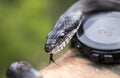 Eastern Black Ratsnake flicking forked tongue crawling over watch on arm