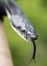 Eastern Black Ratsnake flicking forked tongue