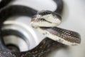 Eastern Black Ratsnake in kitchen sink