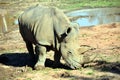 Eastern Black Rhino Diceros Bicornis Michaeli Eating Grass Royalty Free Stock Photo