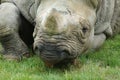 Eastern Black Rhinoceros - Diceros bicornis michaeli Royalty Free Stock Photo