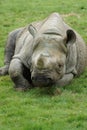 Eastern Black Rhinoceros - Diceros bicornis michaeli Royalty Free Stock Photo