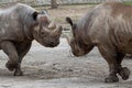 Eastern black rhinoceros, Diceros bicornis michaeli Royalty Free Stock Photo