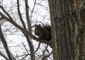 Eastern black squirrel on tree in Bronx NY in winter Royalty Free Stock Photo