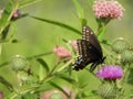 Eastern Black Swallowtail butterfly on Bull Thistle flower Royalty Free Stock Photo