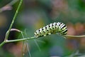 Eastern Black Swallowtail butterfly caterpillar Royalty Free Stock Photo