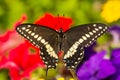 Eastern Black Swallowtail Butterfly Royalty Free Stock Photo