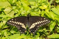 Eastern Black Swallowtail Butterfly Royalty Free Stock Photo