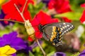 Eastern Black Swallowtail Butterfly Royalty Free Stock Photo