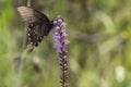 Eastern Black Swallowtail Butterfly Royalty Free Stock Photo