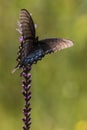 Eastern Black Swallowtail Butterfly Royalty Free Stock Photo