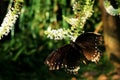 Black Swallowtail butterfly at flower Royalty Free Stock Photo