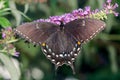 Eastern Black Swallowtail butterfly feeding on a flower Royalty Free Stock Photo