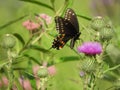 Eastern Black Swallowtail butterfly lands on Bull thistle Royalty Free Stock Photo