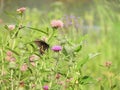 Eastern Black Swallowtail butterfly at Montezuma marsh Royalty Free Stock Photo