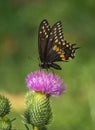 Eastern Black Swallowtail Butterfly On Thistle Royalty Free Stock Photo