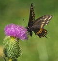 Eastern Black Swallowtail Butterfly On Thistle Royalty Free Stock Photo