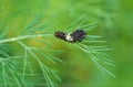 Eastern Black Swallowtail Caterpillar