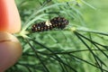 Eastern Black Swallowtail Caterpillar eating some dill. Royalty Free Stock Photo