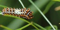 Eastern Black Swallowtail Caterpillar