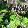 Eastern Black Swallowtail caterpillar on a parsley plant