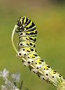 Eastern Black Swallowtail Caterpillar Royalty Free Stock Photo
