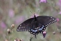 Eastern Black Swallowtail Dorsal View